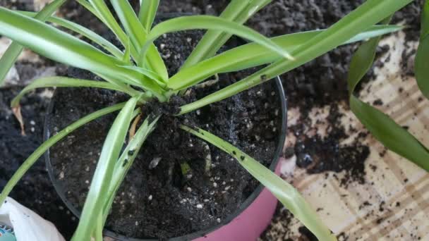 De vrouw transplantaties de indoor lelie bloemen in nieuwe multi-gekleurde bloem potten bovenaanzicht — Stockvideo