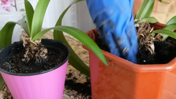 La femme transplante les fleurs de lis d'intérieur dans de nouveaux pots de fleurs multicolores — Video