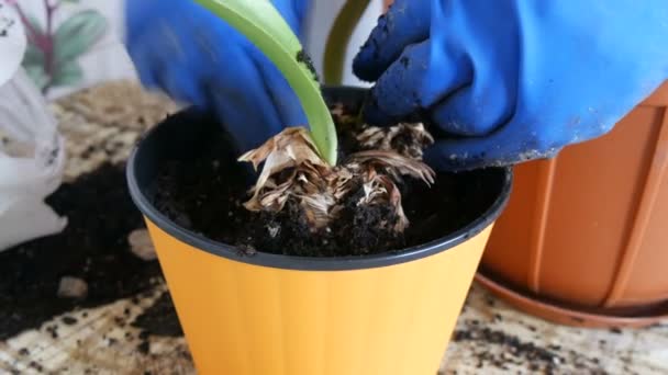 The woman transplants the indoor lily flowers into new multi-colored flower pots — Stock Video