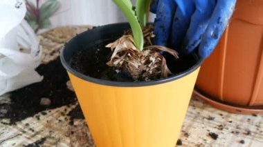 Kadın kapalı lily çiçekler yeni çok renkli saksı nakli.