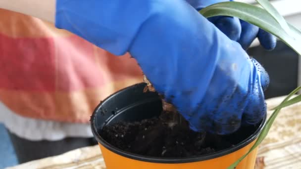 La mujer trasplanta las flores de lirio de interior en nuevas macetas multicolores — Vídeo de stock