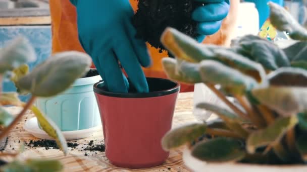 De vrouw transplantaties de indoor bloemen van viooltjes in nieuwe bloempotten — Stockvideo