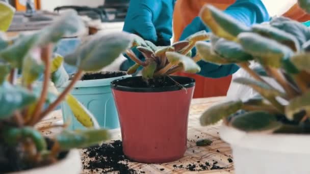 The woman transplants the indoor flowers of violets into new flower pots — Stock Video