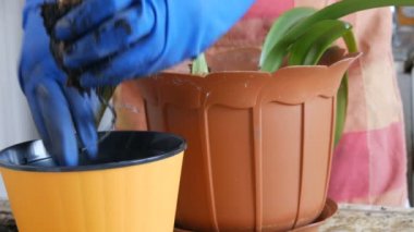 Kadın kapalı lily çiçekler yeni çok renkli saksı nakli.