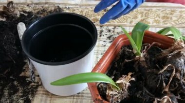 Kadın kapalı lily çiçekler yeni çok renkli saksı nakli.