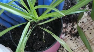 Kadın kapalı lily çiçekler yeni çok renkli saksı nakli.