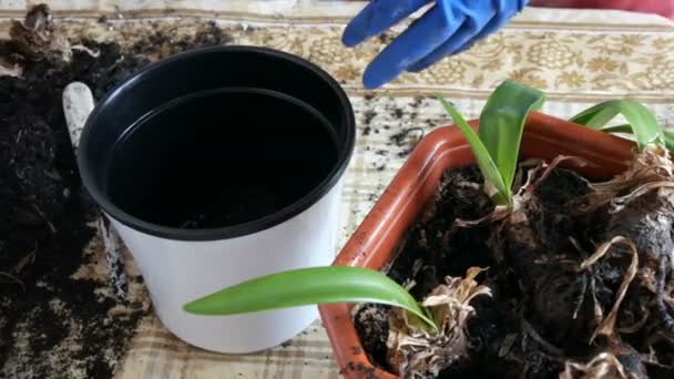 The woman transplants the indoor lily flowers into new multi-colored flower pots — Stock Video