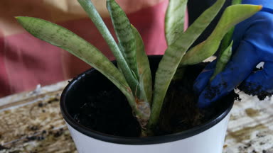 Bir kadın yeni saksı Sansevieria odasına nakli