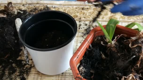 The woman transplants the indoor lily flowers into new multi-colored flower pots — Stock Video