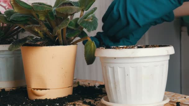 Les mains féminines en gants bleus transplantent les fleurs de violettes dans un nouveau beau pot beige — Video