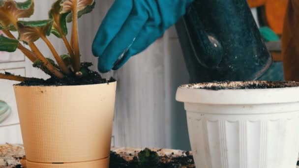 Kvinnliga händer i blå handskarna transplantera hem blommor av violer till en ny vacker beige kruka. Vintage långtidsvattnande kruka för blomma vattning — Stockvideo