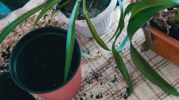 女性は新しいマルチカラー フラワー ポット トップ ビューに屋内のユリの花を移植します。 — ストック動画