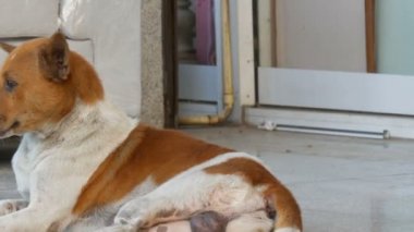 Yalnız bir köpeğin üstüne şehir sokak