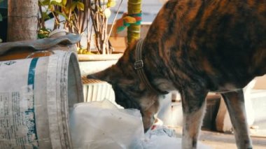 Yalnız evsiz köpek Gıda paketleri ve gıda dinlenirken çamur çöp bidonunda arıyor