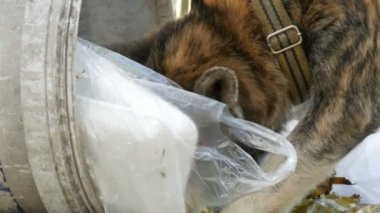 Yalnız evsiz köpek Gıda paketleri ve gıda dinlenirken çamur çöp bidonunda arıyor