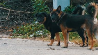 Yeşil ama çok kirli evsiz köpekleri