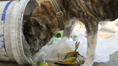 Anavatan kaplan renkli köpek sokakta çöp yiyecek arıyor. Sokak hayvanları sorunu