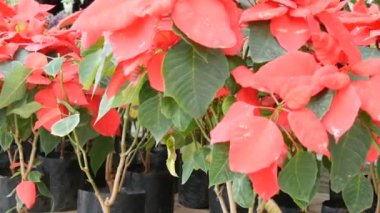 Güzel kırmızı bahçe çiçekleri sera veya Botanik Bahçesi