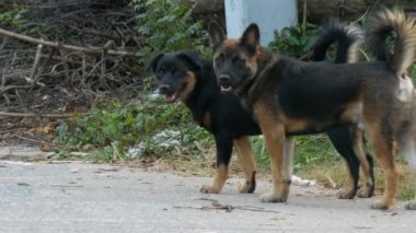 Tayland terk edilmiş bir sokakta evsiz siyah köpek