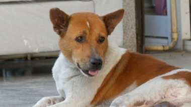 Yalnız bir köpeğin üstüne şehir sokak