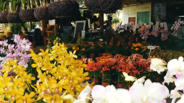 PATTAYA, THAÏLANDE - 16 DÉCEMBRE 2017 : Diverses belles fleurs en pots dans un jardin botanique ou sur les étagères d'un magasin — Video