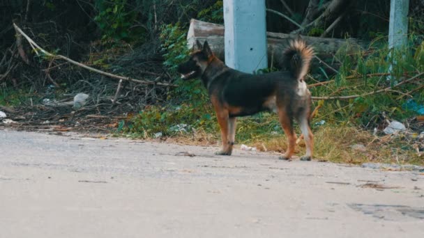Homeless dog on a dirty, abandoned metropolis