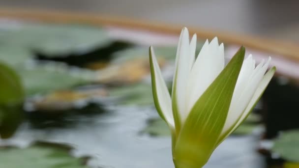 Decorative garden lily in artificial pond. Beautiful white decorative flower in a small artificial reservoir — Stock Video