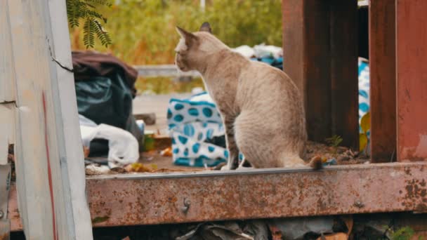 Hajléktalan szép füstös macska a szegény kopott utcában — Stock videók