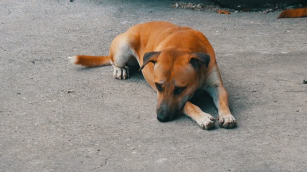 Perro callejero rojo se encuentra en la calle de una de las ciudades de Tailandia — Vídeo de stock