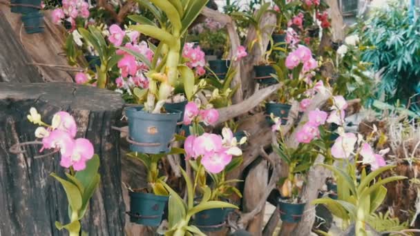 Gran invernadero con hermosas orquídeas de lirio. Muchas flores moradas delicadas en el jardín botánico — Vídeos de Stock