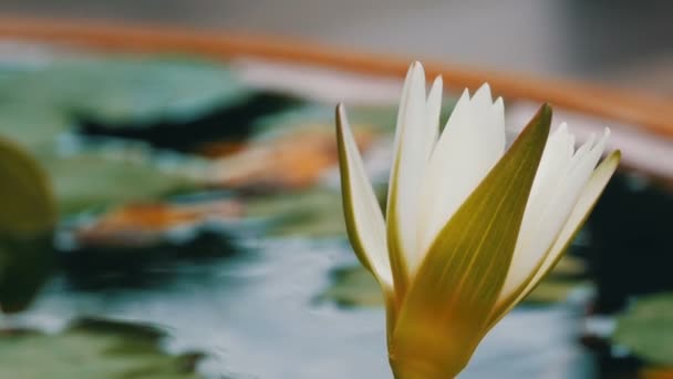 Decorative garden lily in artificial pond. Beautiful white decorative flower in a small artificial reservoir — Stock Video