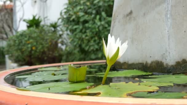 En dekorativ lilje i en kunstig dam. Vakker, hvit dekorativ blomst i et lite kunstig reservoar – stockvideo