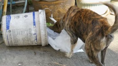 Pattaya, Tayland - 16 Aralık 2017: Evsiz kaplan renkli köpek sokakta çöp yiyecek arıyor. Sokak hayvanları sorunu