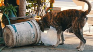 Pattaya, Tayland - 16 Aralık 2017: Yalnız evsiz köpek Gıda paketleri ve gıda dinlenirken çamur çöp bidonunda arıyor