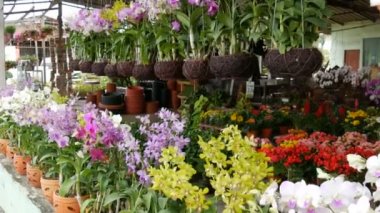 Pattaya, Tayland - 16 Aralık 2017: Çeşitli güzel çiçekler tencere Botanik Bahçesi veya üzerinde bir depo raflar