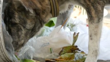 Yalnız evsiz köpek Gıda paketleri ve gıda dinlenirken çamur çöp bidonunda arıyor