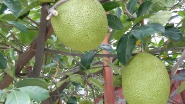 Büyük meyveler meyvelerini Tayland yolun tam büyümek. Ağaç üzerinde egzotik meyve