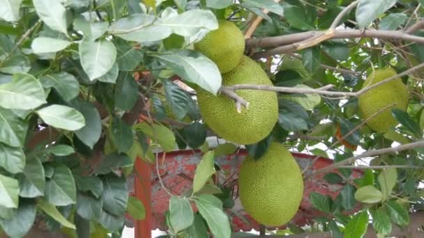 Stora frukter av brödfrukt växa direkt på gatan av Thailand. Exotiska frukter på trädet — Stockvideo