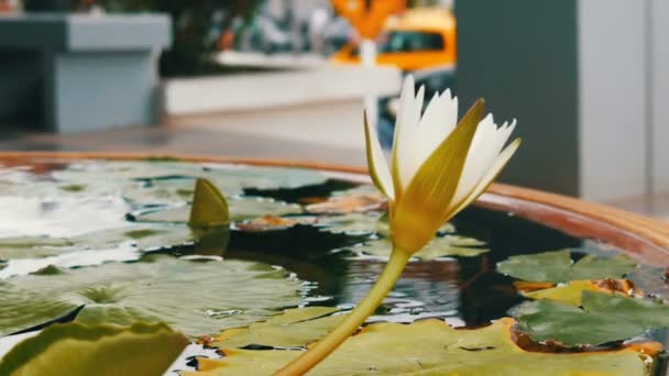 Decoratieve tuin lily in kunstmatige vijver. Mooie witte decoratieve bloem in een kleine kunstmatige reservoir — Stockvideo