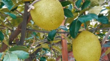 Büyük meyveler meyvelerini Tayland yolun tam büyümek. Ağaç üzerinde egzotik meyve