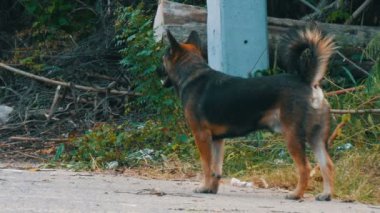 Yeşil ama çok kirli evsiz köpekleri