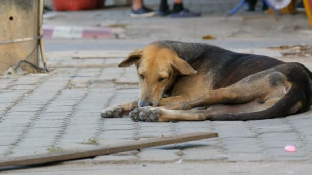 Chien sans abri se trouve sur une rue de la ville les gens passent et ne remarquent pas le chien 