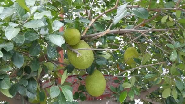 Riesige früchte der brotfrucht wachsen direkt an der straße von thailand. Exotische Früchte am Baum — Stockvideo