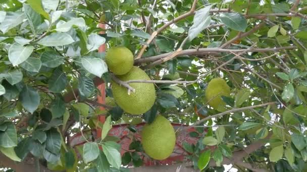 Os enormes frutos da fruta de pão crescem diretamente na rua da Tailândia. Frutos exóticos na árvore — Vídeo de Stock