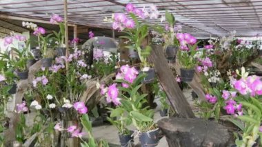 Büyük sera ile güzel lily orkide. Birçok hassas mor çiçekler üzerinde Botanik Bahçesi