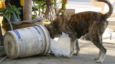 Pattaya, Tayland - 16 Aralık 2017: Evsiz kaplan renkli köpek sokakta çöp yiyecek arıyor. Sokak hayvanları sorunu