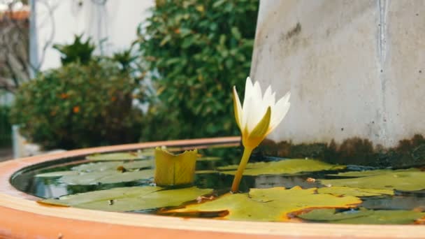 Lirio de jardín decorativo en estanque artificial. Hermosa flor decorativa blanca en un pequeño depósito artificial — Vídeos de Stock