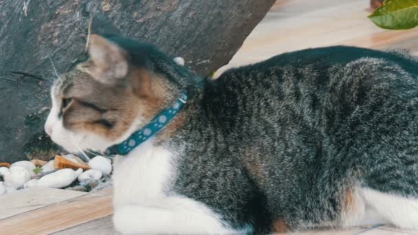 Bel gatto grigio perso in un colletto su una strada di città vicino a un frutto di frutto di pane esotico — Video Stock