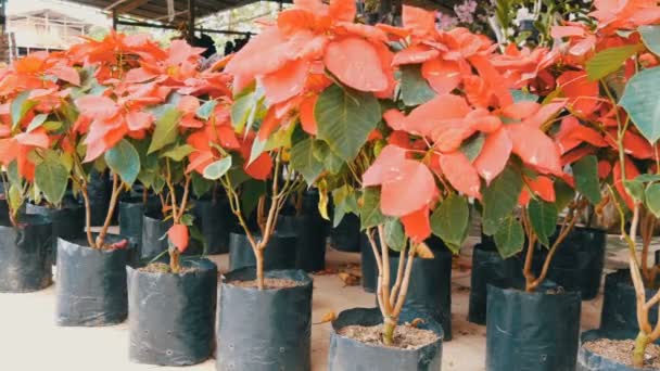 Indah taman merah bunga di rumah kaca atau taman botani — Stok Video