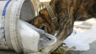 Anavatan kaplan renkli köpek sokakta çöp yiyecek arıyor. Sokak hayvanları sorunu